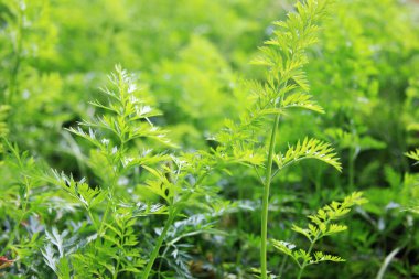 Genç organik havuç yatağın bahçesinde. Yeşil yapraklar arka plan. Güneşli bir gün