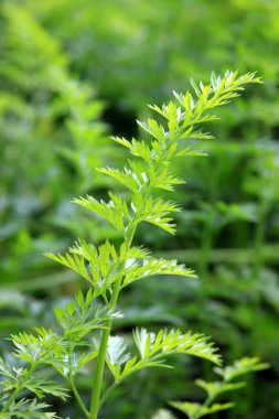 Doğada yetişen havucun yeşil yaprakları. Açık havada organik sebzeler. Evcil bahçede güneşli bir gün. Bir havuç.