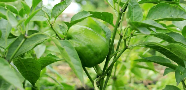 Bell pepper on the bush on the vegetable bed outdoors. Aphid on the pepper leaves. Green agricultural background. Banner. Pests and crop