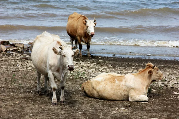 Três Vacas Estão Descansando Beira Rio Perto Água Dia Nublado — Fotografia de Stock