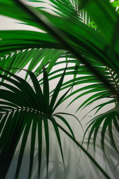 Palm leaves on a white background.