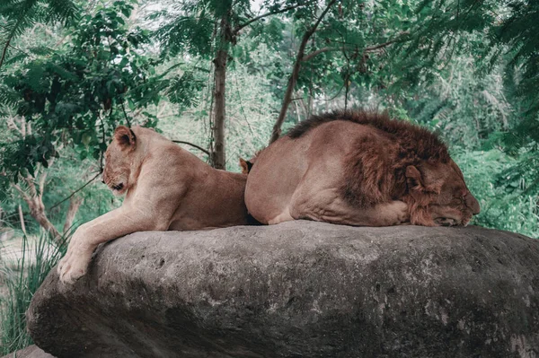 Pair of wild lions lies sleeping on a large stone on a hot day in their natural habitat. Tropical jungle and safari. Wildlife. Tinted and soft focus.