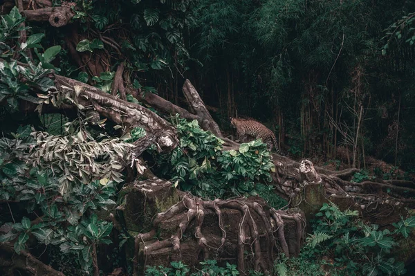 BALI, SAFARI AND MARINE PARK SPRING, 2020: Leopard in its natural habitat. Safari and marine park on the island. Sights and interesting places for tourists, travel to Bali.