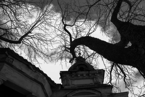 Albero Curvo Uno Sfondo Della Casa — Foto Stock