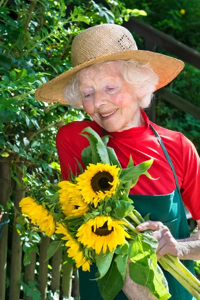 Senior trädgårdsmästare med solrosor — Stockfoto