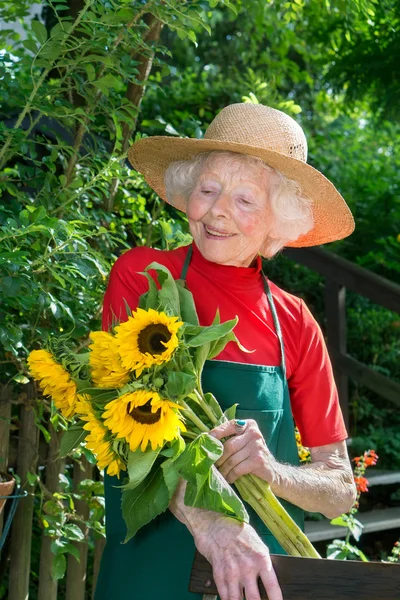 Starszy ogrodnik z słoneczniki — Zdjęcie stockowe