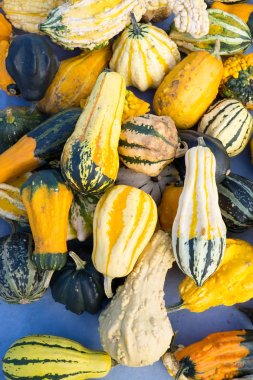 çeşitli süs gourds. 