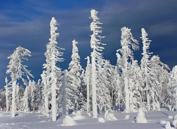 Kış orman Ural, Rusya
