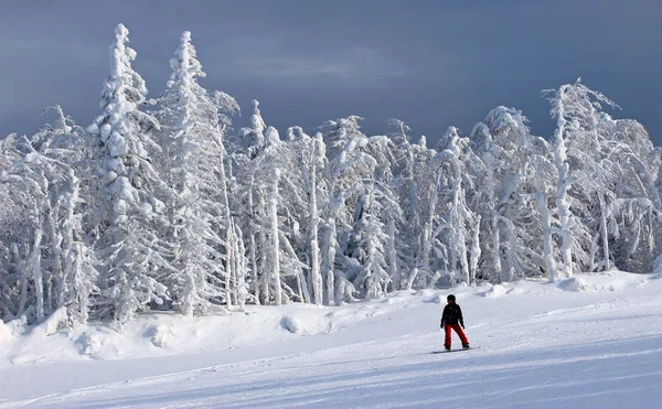 Kış ormanda snowboard