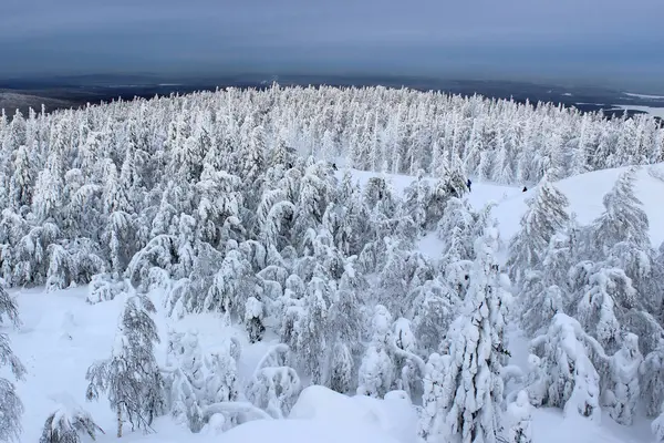 Холодный зимний лес — стоковое фото