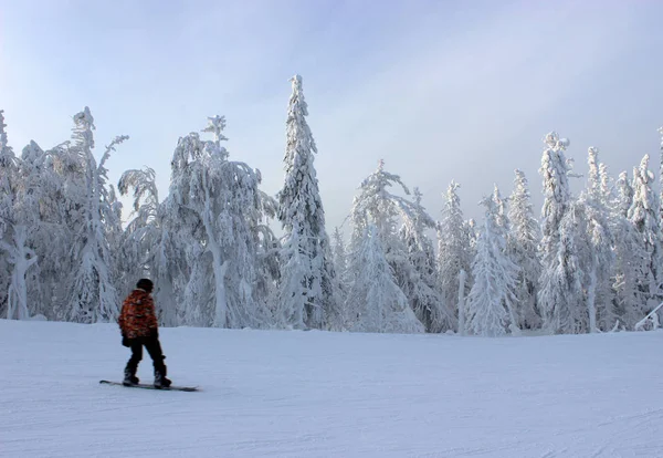 Сноуборд в зимнем лесу — стоковое фото