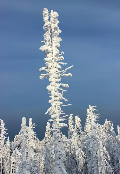 donmuş çam ağaçları