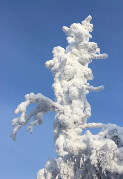 Frost ağaç güneş ışığı altında