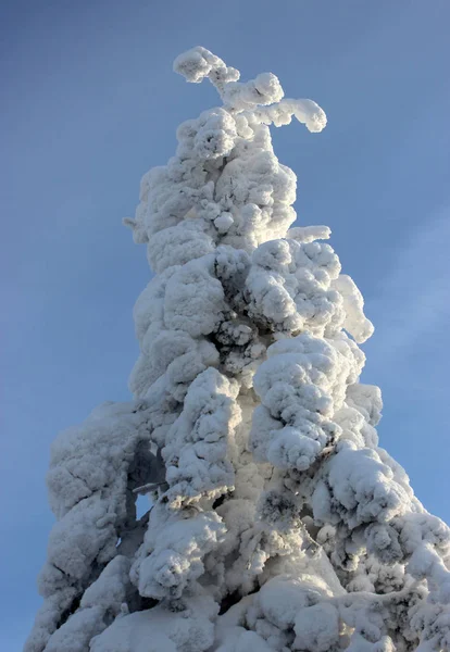 Sneeuwt naaldboom — Stockfoto