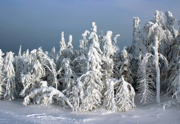 Winter forest in sunlight — Stock Photo, Image