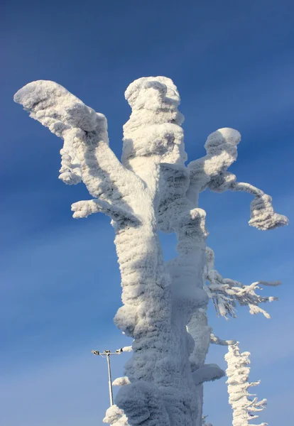 Frozen pine trees — Stock Photo, Image