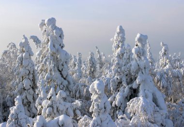 kış orman üzerinde sky