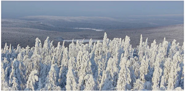 güneş ışığında kış ormanlık