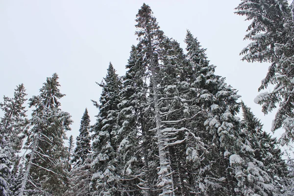 Pine tree in snow — Φωτογραφία Αρχείου