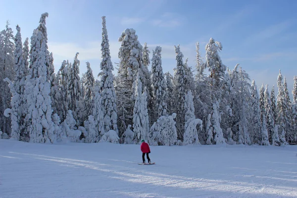 snouboaring kış orman