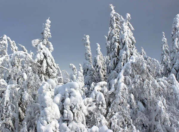 Winter forest on blue sky — Stock Photo, Image