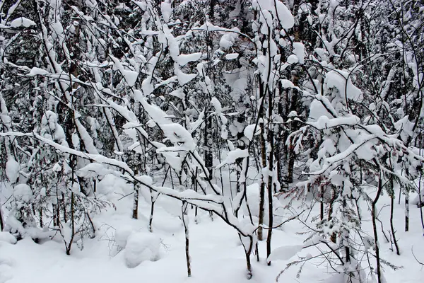 Boom in de sneeuw — Stockfoto