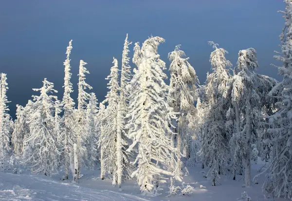 Bosque de invierno por la mañana —  Fotos de Stock