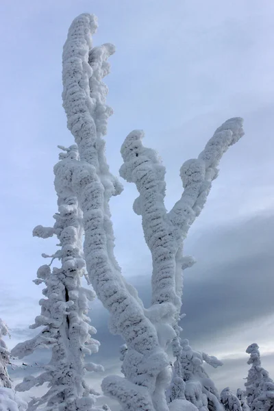 Frost ağaç üzerinde sky