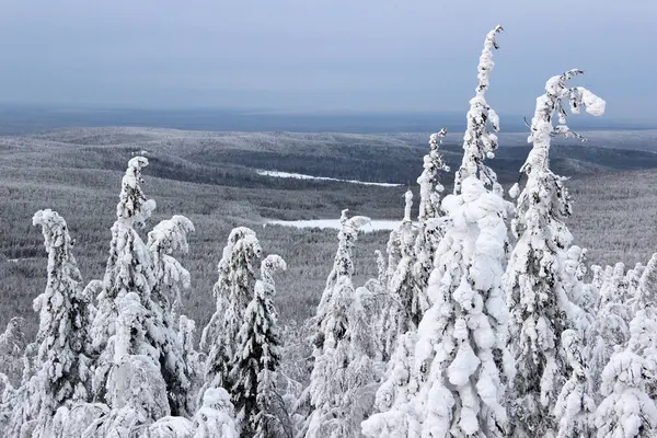 dağ kış çam ağaçları