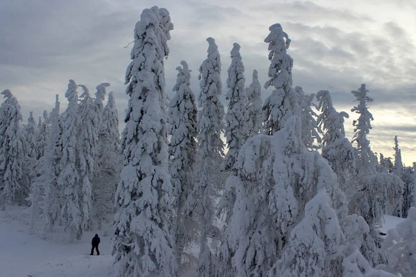 Snow forest on sky — Stock Photo, Image