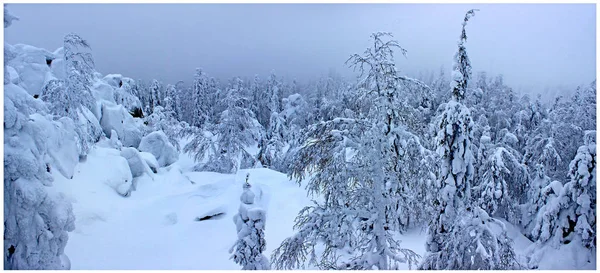 sis dağ kış ormanı