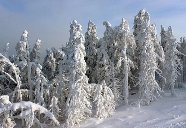 güneş ışığında kar ağaçları