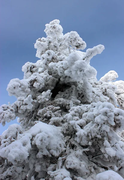 Boom dennen sneeuw — Stockfoto