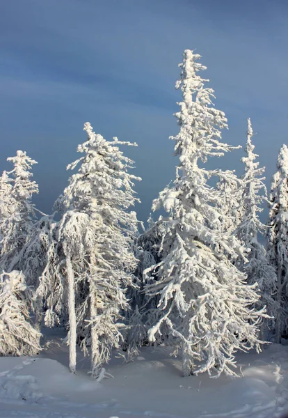 çam ağaçları kar