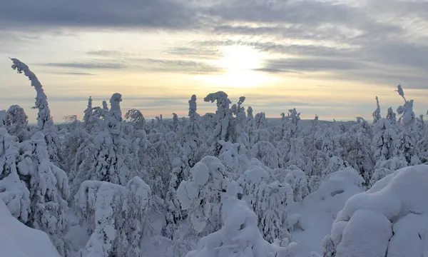 günbatımı ormanında kış