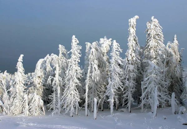 güneş ışığı ormanında kış