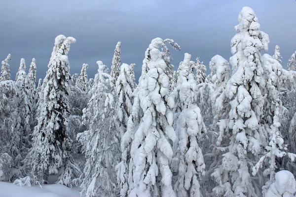 Kış çam ağaçları