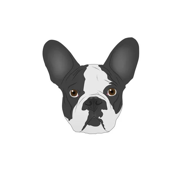 Head Drawing French Bulldog — Stock Photo, Image