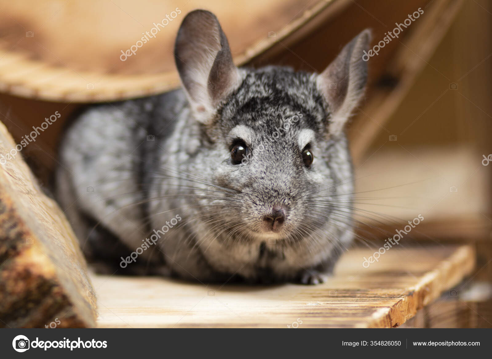 Funny Chinchilla Wooden Cage Concept Domestic Pets Portrait Fluffy