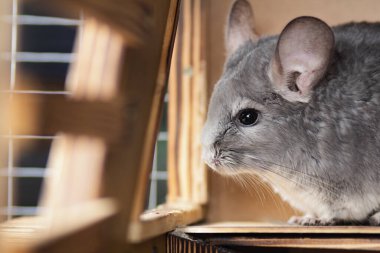 Şirin gri çinçilya kafesinin ahşap pencere eşiğinde oturuyor ve tuhaf bir şekilde ev hayvanı yaşam tarzına bakıyor.