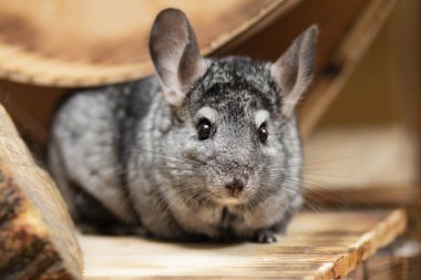 funny chinchilla in wooden cage, concept domestic pets, portrait of fluffy mouse with big ears in house clipart
