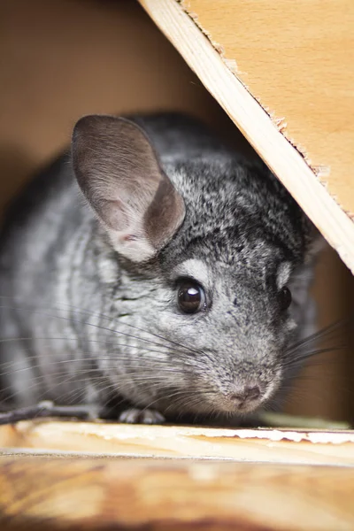 Portrait Curieux Museau Chinchilla Vivant Dans Une Cage Concept Animaux — Photo