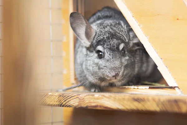 Mignon Chinchilla Gris Est Assis Sur Rebord Fenêtre Cage Avec — Photo