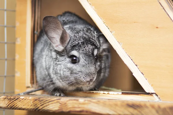 Mignon Chinchilla Gris Est Assis Sur Rebord Fenêtre Cage Avec — Photo