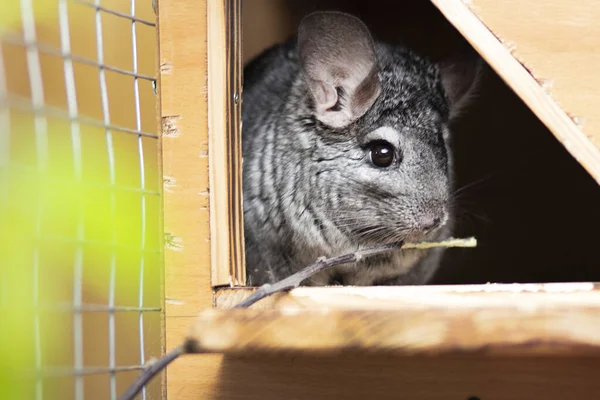 Putzige Graue Chinchilla Sitzt Auf Der Fensterbank Seines Käfigs Knabbert — Stockfoto