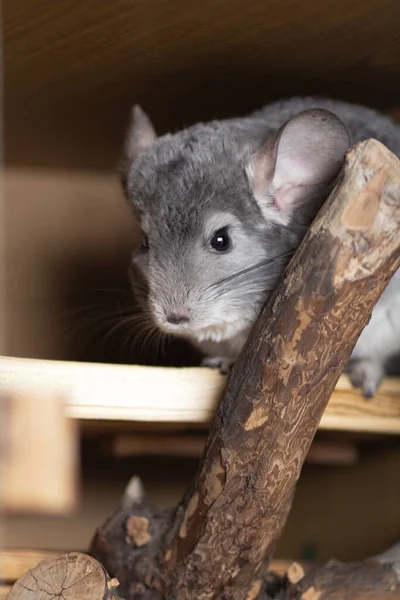 Activité Chinchilla Cage Mode Vie Animal Rongeurs Race Pure Avec — Photo