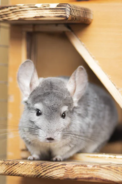 cute gray chinchilla sits on the windowsill of his cage and looking curiously, home pets, rodent species animals