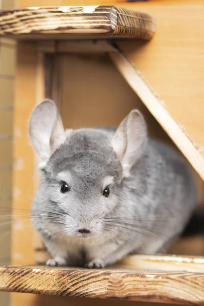 かわいい灰色のチンチラはケージの窓の上に座って不思議なことに家のペットげっ歯類の動物 — ストック写真