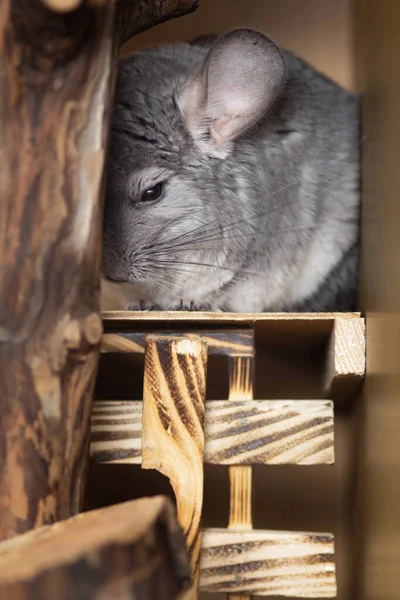 Chinchilla Gonflé Dormant Dans Une Cage Concept Vie Pour Animaux — Photo