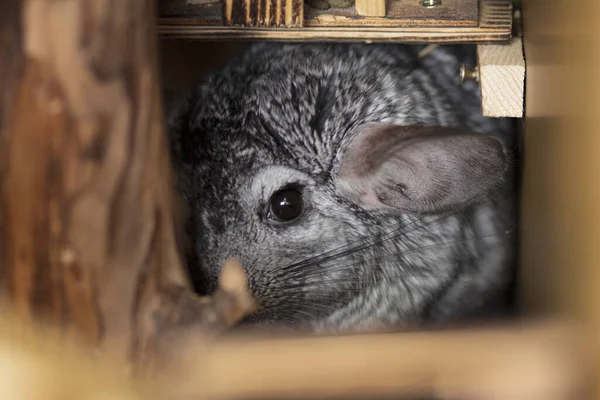 Chinchilla Mignon Semble Effrayé Vison Dans Lequel Elle Cachait Concept — Photo